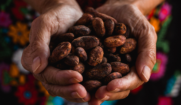 el-cacao-un-excelente-antioxidante